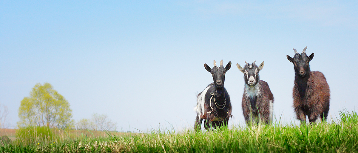Three goats in green pasture