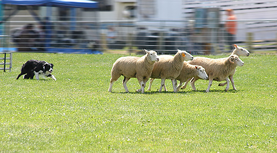 Dog sports - dog herding sheep